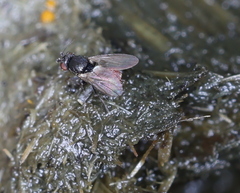 Limosininae