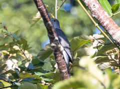 Cacomantis variolosus sepulcralis