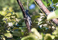 Cacomantis variolosus sepulcralis