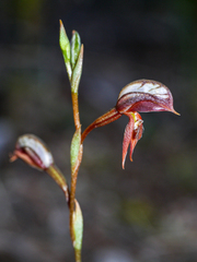 Pterostylis rufa