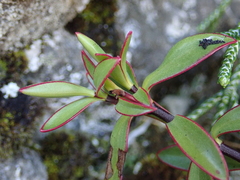 Veronica decumbens