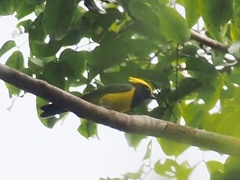 Melanochlora sultanea flavocristata