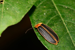 Pyrocoelia praetexta