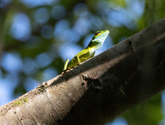 Bronchocela cristatella