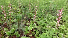 Pyrola asarifolia incarnata