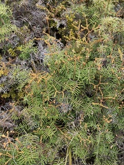 Gleichenia alpina