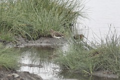 Rostratula benghalensis