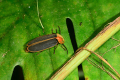 Pyrocoelia praetexta