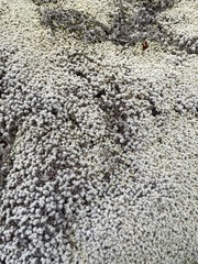 Racomitrium lanuginosum