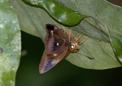 Hasora badra