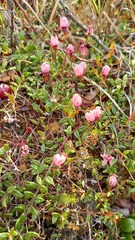 Vaccinium microcarpum