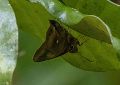 Hasora badra