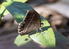 Mycalesis janardana