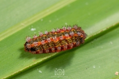 Monoleuca semifascia