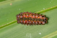 Monoleuca semifascia