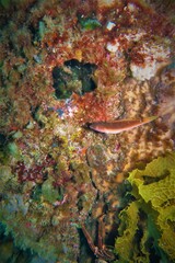 Austrolabrus maculatus