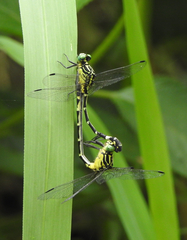 Austrogomphus amphiclitus