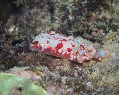 Hexabranchus sanguineus