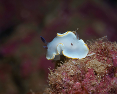 Ardeadoris scottjohnsoni