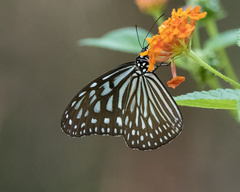 Ideopsis vulgaris