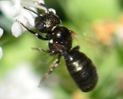 Ceratina