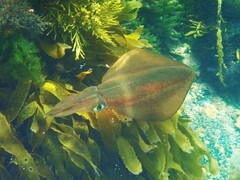 Sepioteuthis australis