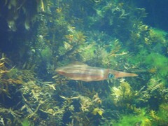 Sepioteuthis australis