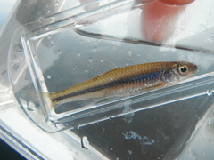 Notropis volucellus