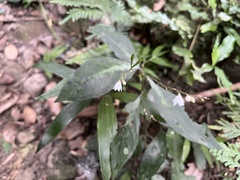 Codonacanthus pauciflorus