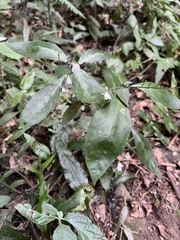 Codonacanthus pauciflorus