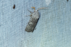Cryptophasa irrorata