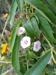 Ipomoea eriocarpa