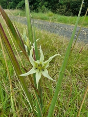 Gladiolus undulatus