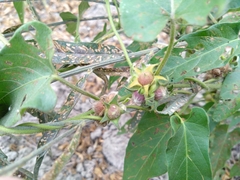 Ipomoea eriocarpa