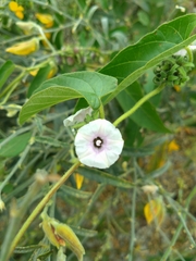 Ipomoea eriocarpa