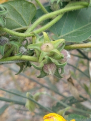 Ipomoea eriocarpa