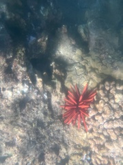 Heterocentrotus mamillatus