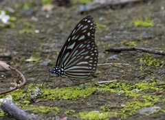 Ideopsis vulgaris