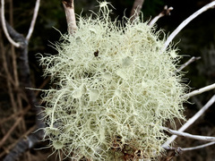 Usnea ciliifera