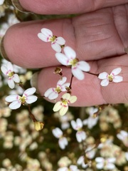 Stylidium caespitosum