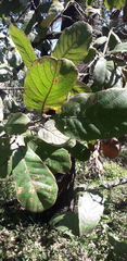 Quercus jonesii