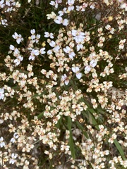 Stylidium caespitosum