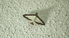 Diaphania hyalinata