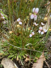 Stylidium caespitosum