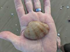 Paphia inflata