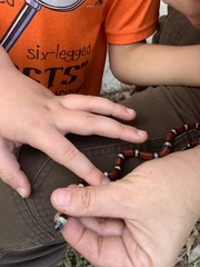 Lampropeltis gentilis