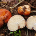 Zelleromyces - Photo (c) Danny Newman, μερικά δικαιώματα διατηρούνται (CC BY-NC-ND), uploaded by Danny Newman