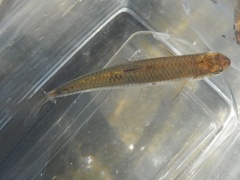 Notropis volucellus