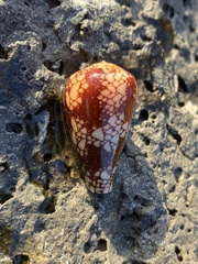 Conus purus