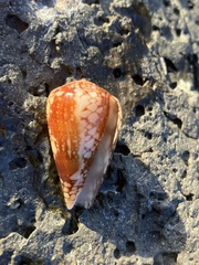 Conus purus